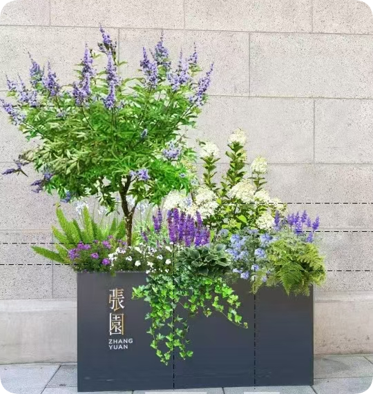 翠玲珑/花箱植物