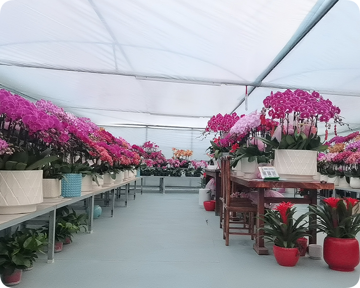 翠玲珑/蝴蝶兰基地/蝴蝶兰