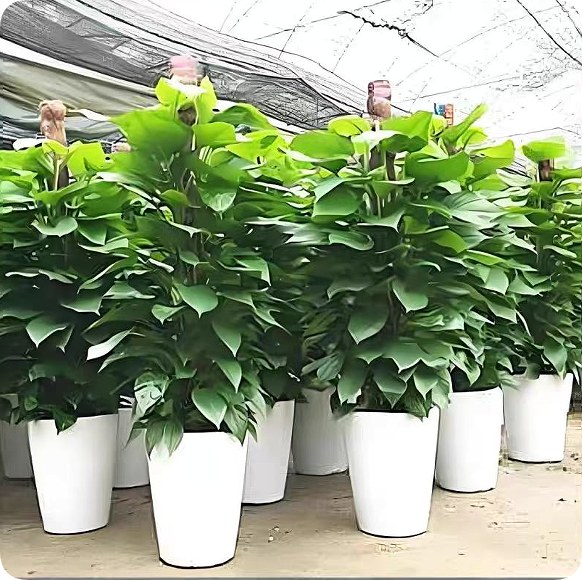 翠玲珑/绿植租摆/绿萝