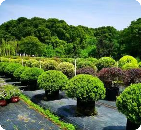 翠玲珑/花园基地/花镜容器苗