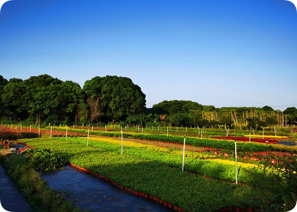 翠玲珑/草花基地