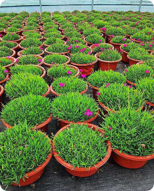 翠玲珑/花卉基地/欧式竹