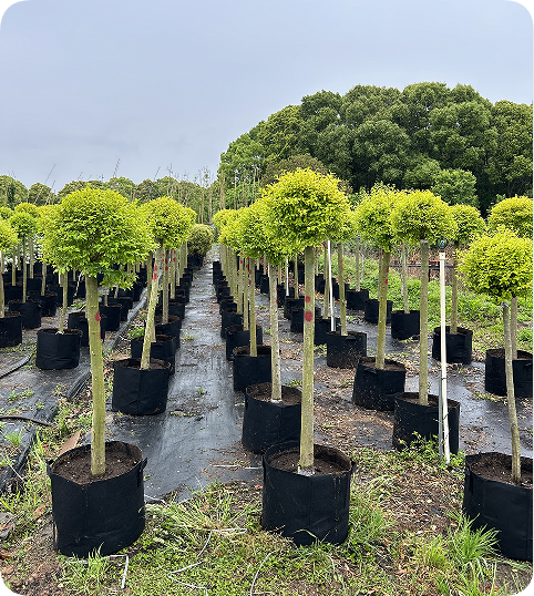 翠玲珑/花卉基地/亮静女贞棒棒糖