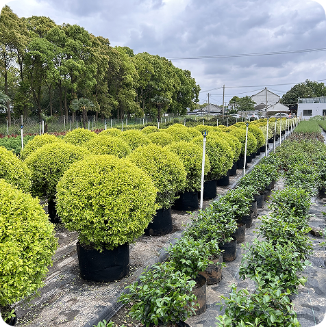 翠玲珑/亮静女贞球