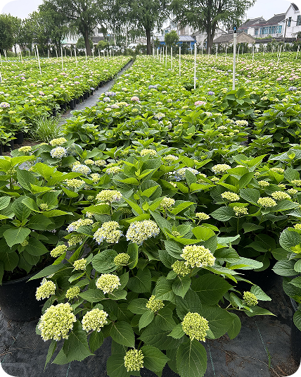 翠玲珑/花卉基地/绣球花/无尽夏