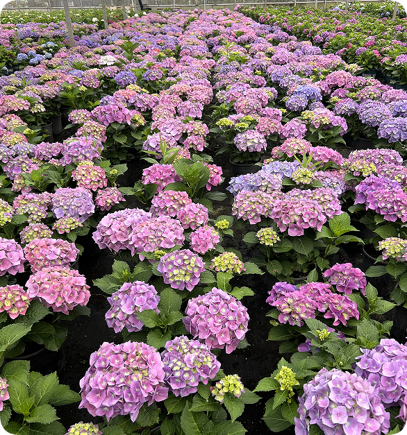 翠玲珑/花卉基地/绣球花