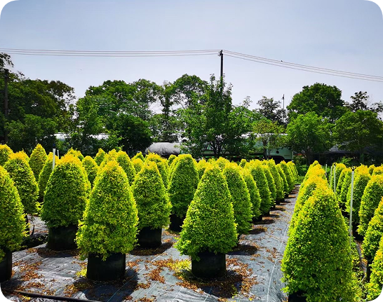 翠玲珑/亮静女贞锥