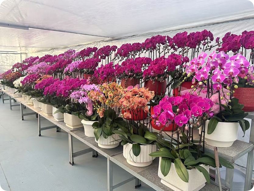 翠玲珑/蝴蝶兰基地/蝴蝶兰
