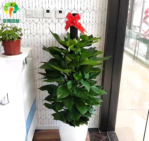 翠玲珑/绿植租摆/柱绿萝