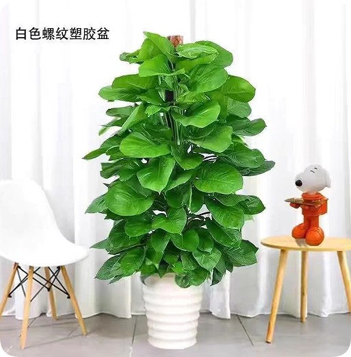 翠玲珑—绿植租摆/柱绿萝