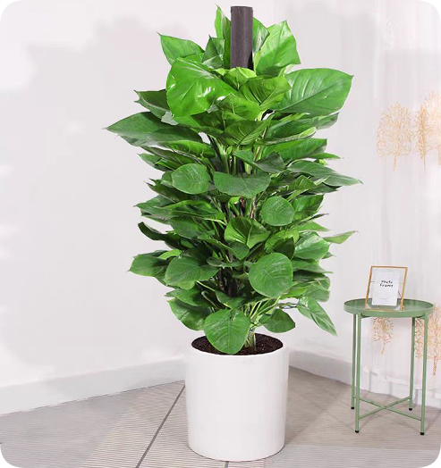 翠玲珑—绿植租摆/柱绿萝