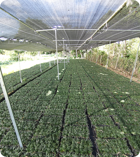 翠玲珑—日本矮麦冬/玉龙草/花卉苗木