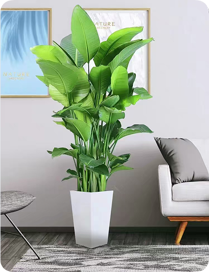 翠玲珑/绿植租摆/天堂鸟