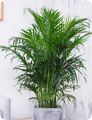 翠玲珑/绿植租摆/夏威夷椰子