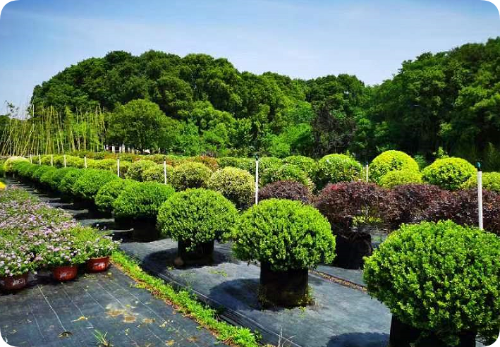 翠玲珑/花园基地/花镜容器苗基地