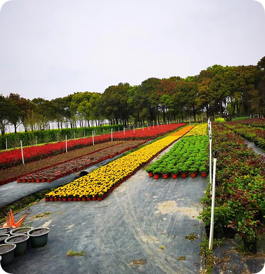 翠玲珑/花卉基地/草花基地