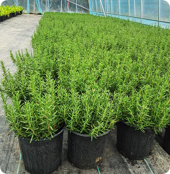 翠玲珑/花卉基地/迷笛香