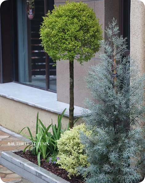 翠玲珑/花园小景/花镜种植