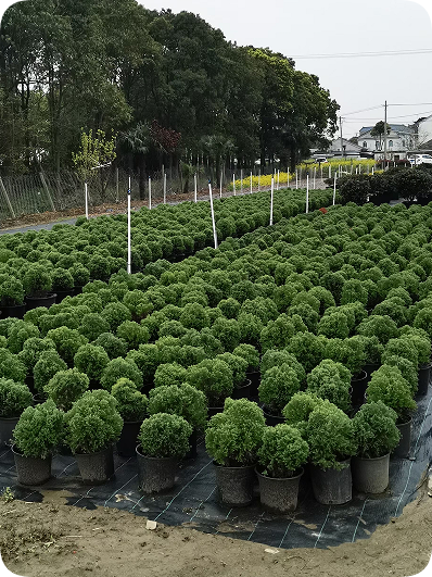 翠玲珑/花园基地/皮球柏