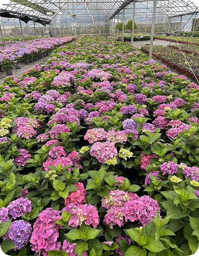 翠玲珑/绣球花基地/无尽夏绣球