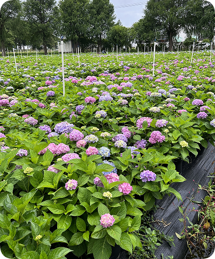 翠玲珑/蝴蝶兰基地/蝴蝶兰