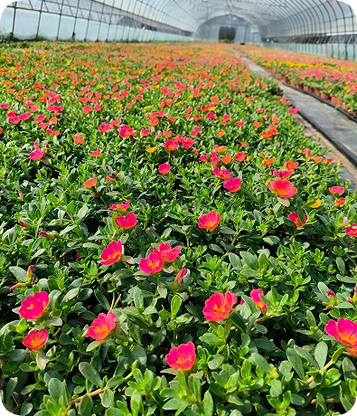 翠玲珑/草花基地/太阳花