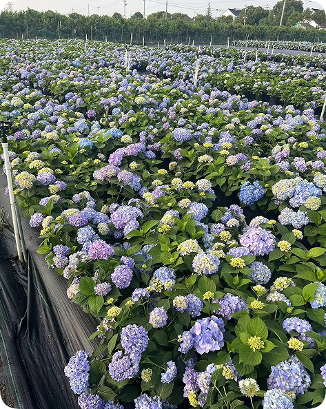 翠玲珑/绣球花基地/无尽夏绣球