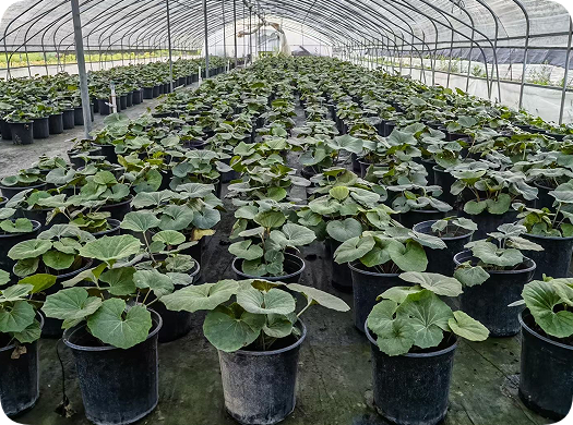 翠玲珑/苗木基地/大吴风草/耐阴 植物