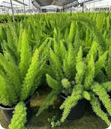 翠玲珑/花镜苗木基地/狐尾天门冬