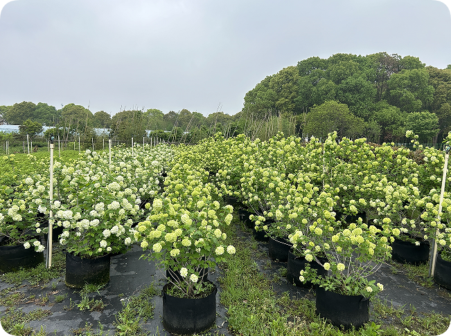 翠玲珑/花卉基地/欧洲木绣球