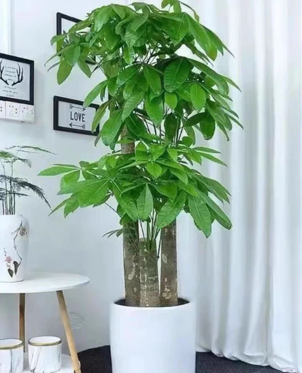 绿植租摆