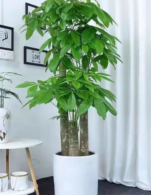 绿植租摆