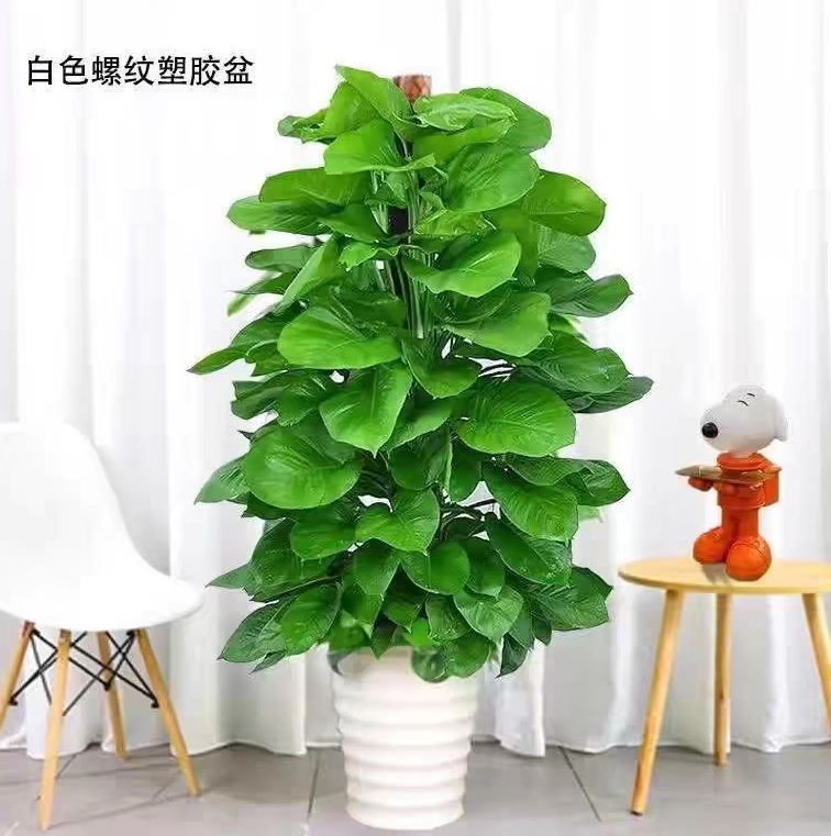 绿植租摆