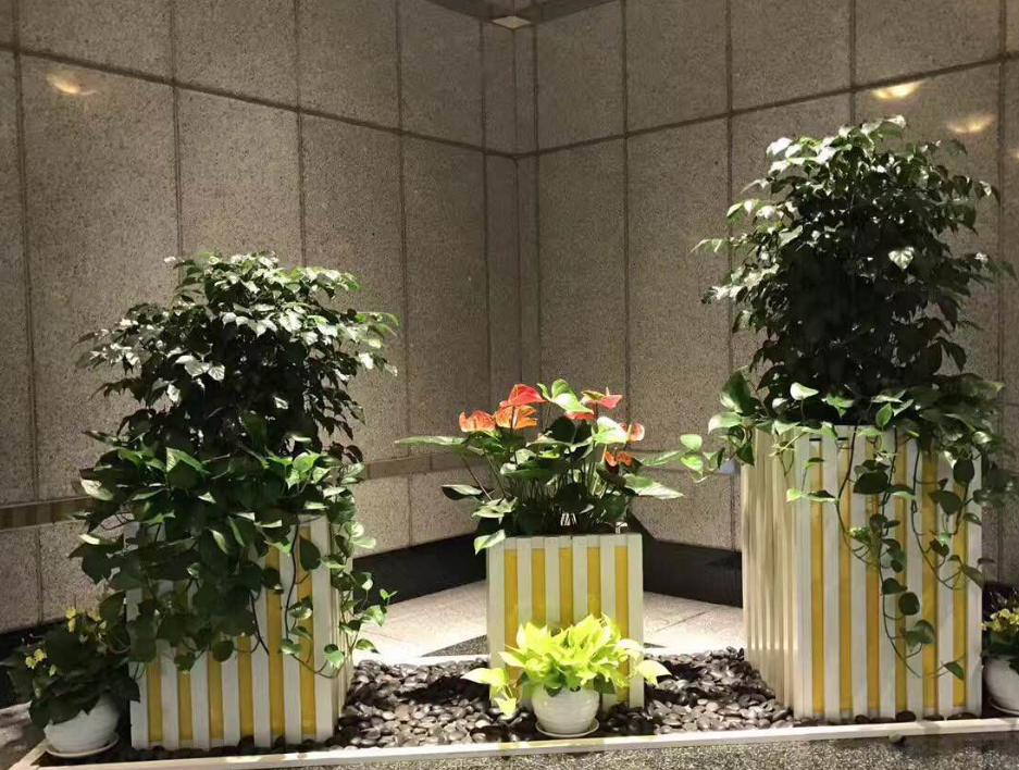 绿植租摆