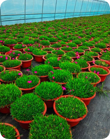 花卉苗木