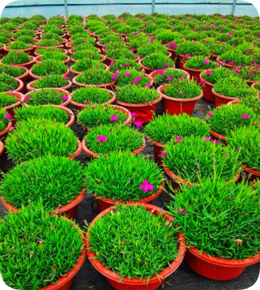 花卉苗木